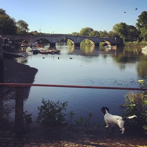 A dog looking out at Richmond Bridge